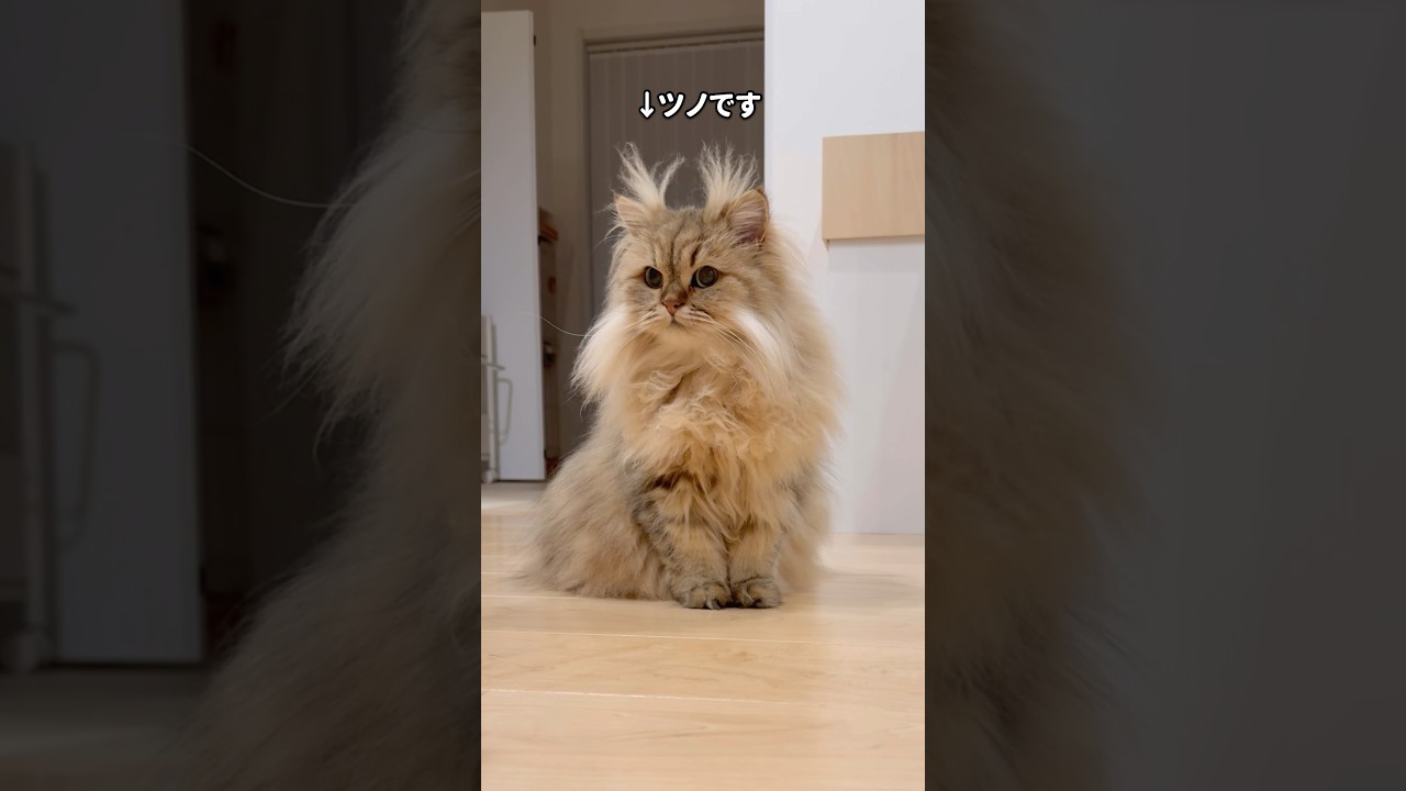 猫のツノが変化してきました 【サイベリアン】 #Shorts