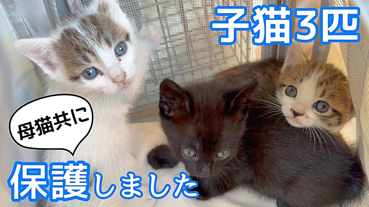 子猫3匹と母猫、まとめて保護しました  そしてアノ真相が明らかに…