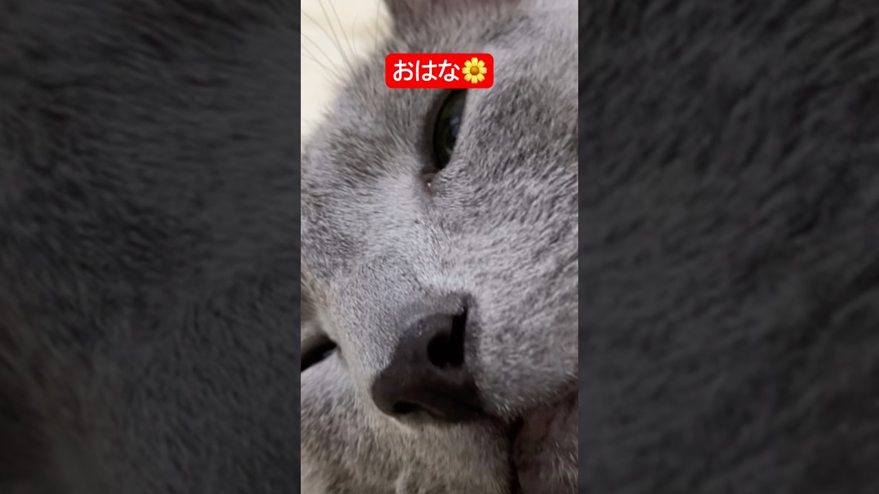 今日もウェッティお鼻猫#ロシアンブルー #猫 #cat