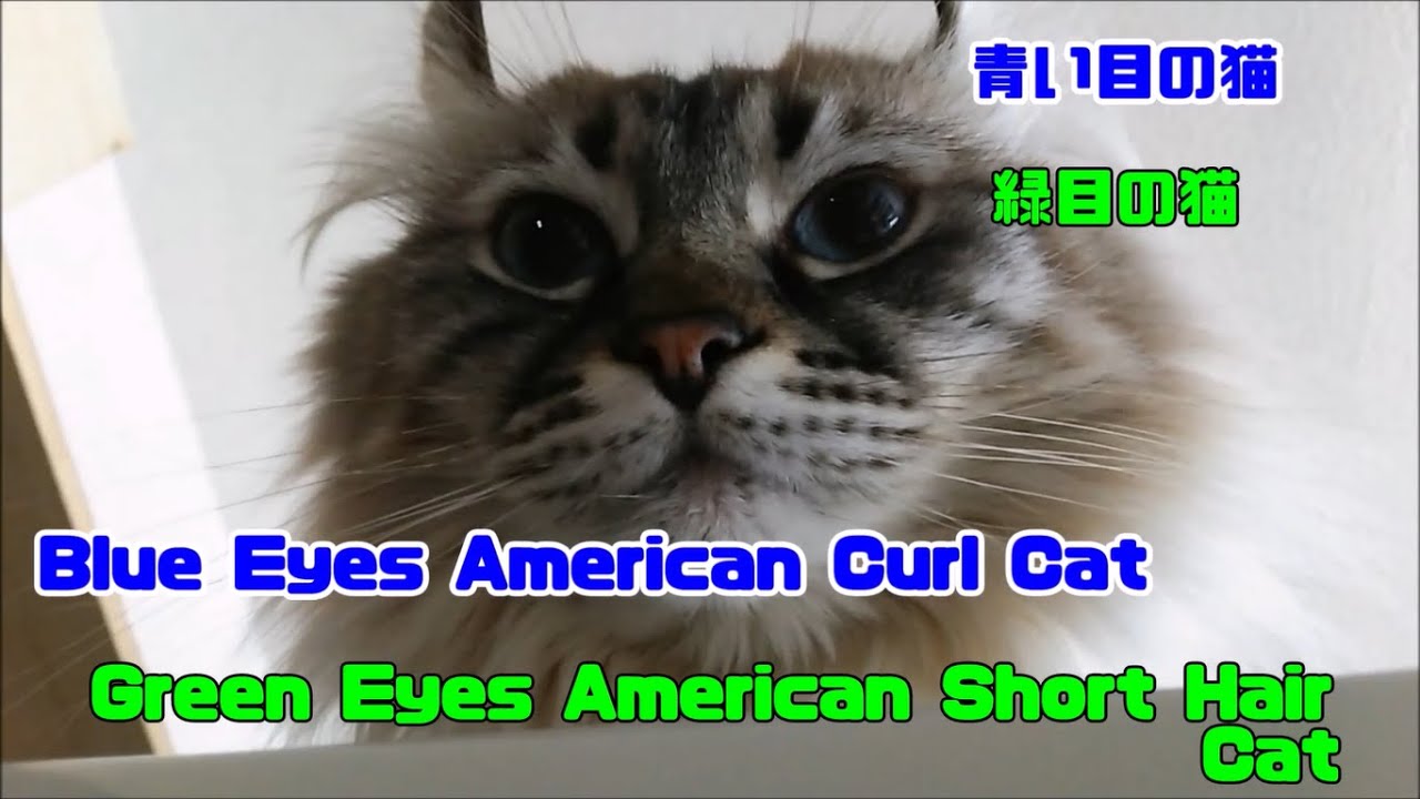アメリカンカールとアメショ　青い目の猫と緑の目の猫　American Curl Cat and American Shorthair Cat.チコとショコ。Chico ＆ Choco.
