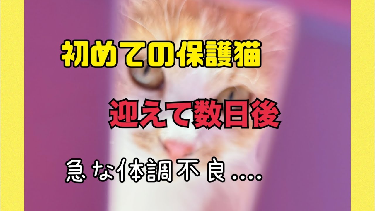 保護猫ラウです🐱体調不良はなんだった？そして病院代は？           #保護猫 #videos #catchannel #サクラカット