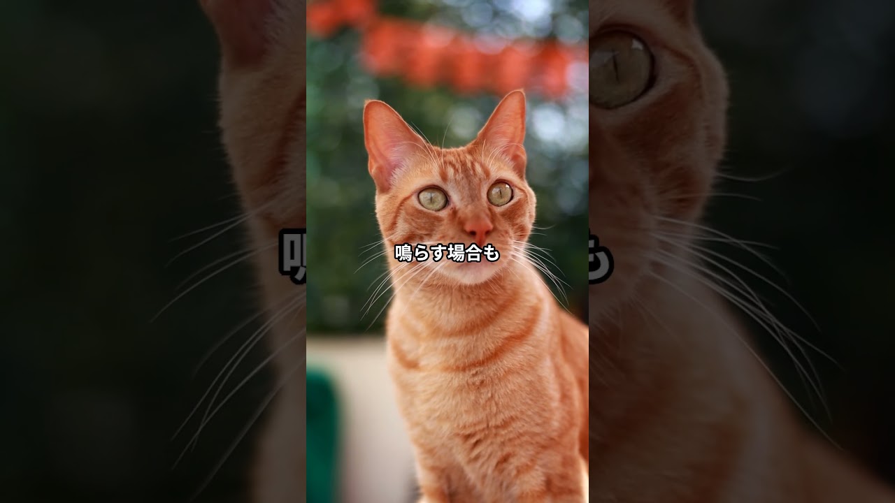癒しだけじゃない？猫のゴロゴロに潜むSOSの合図