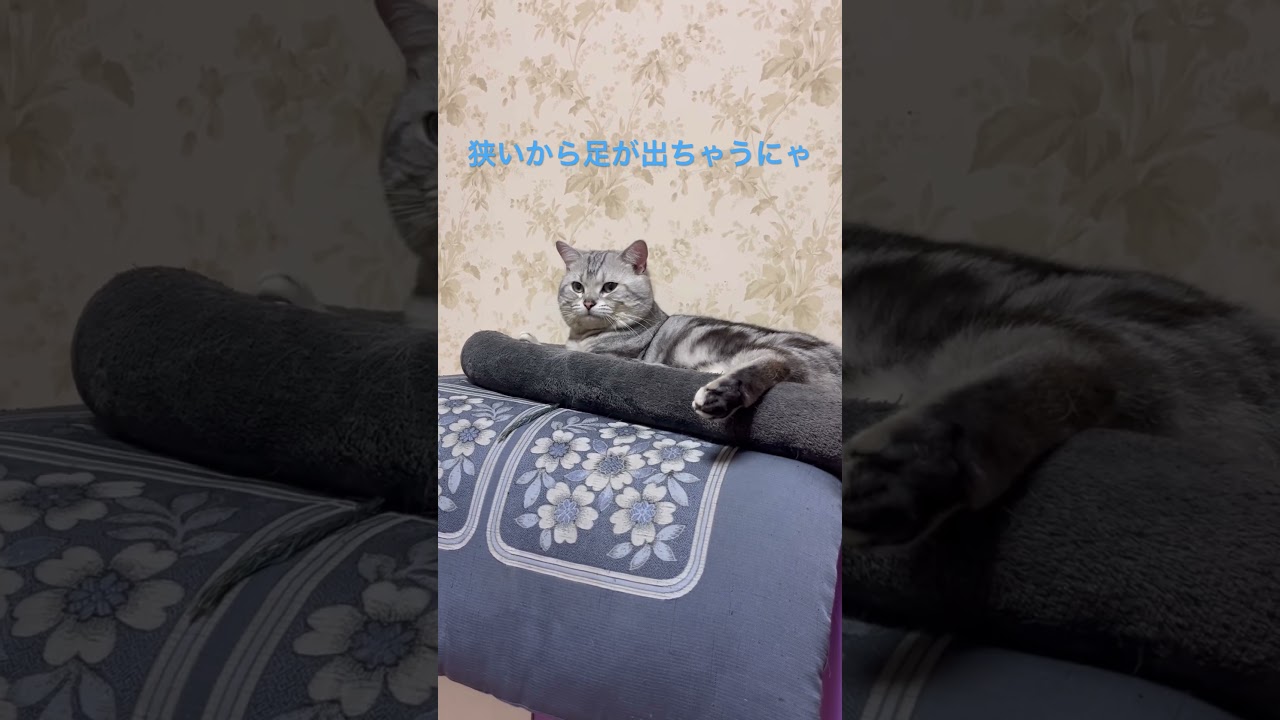 涼しいベッド欲しいにゃ！#アメショ#アメリカンショートヘア#子猫#猫の日常#cat#cats