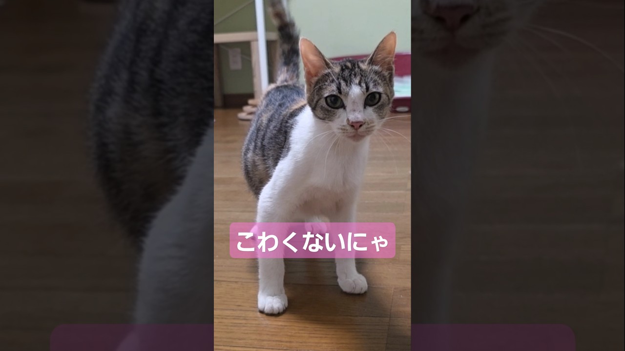 狂暴猫！保護してさわれるまで…#shorts