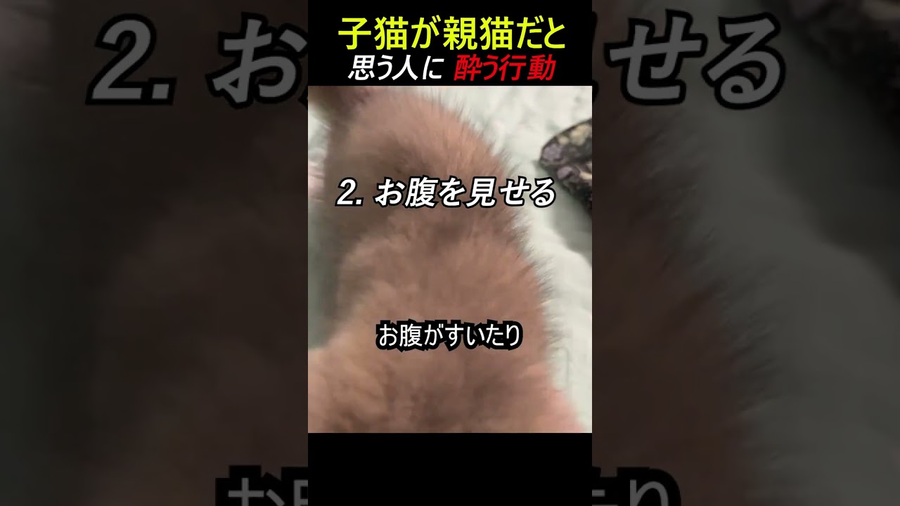 子猫が親猫だと思う人に 酔う行動