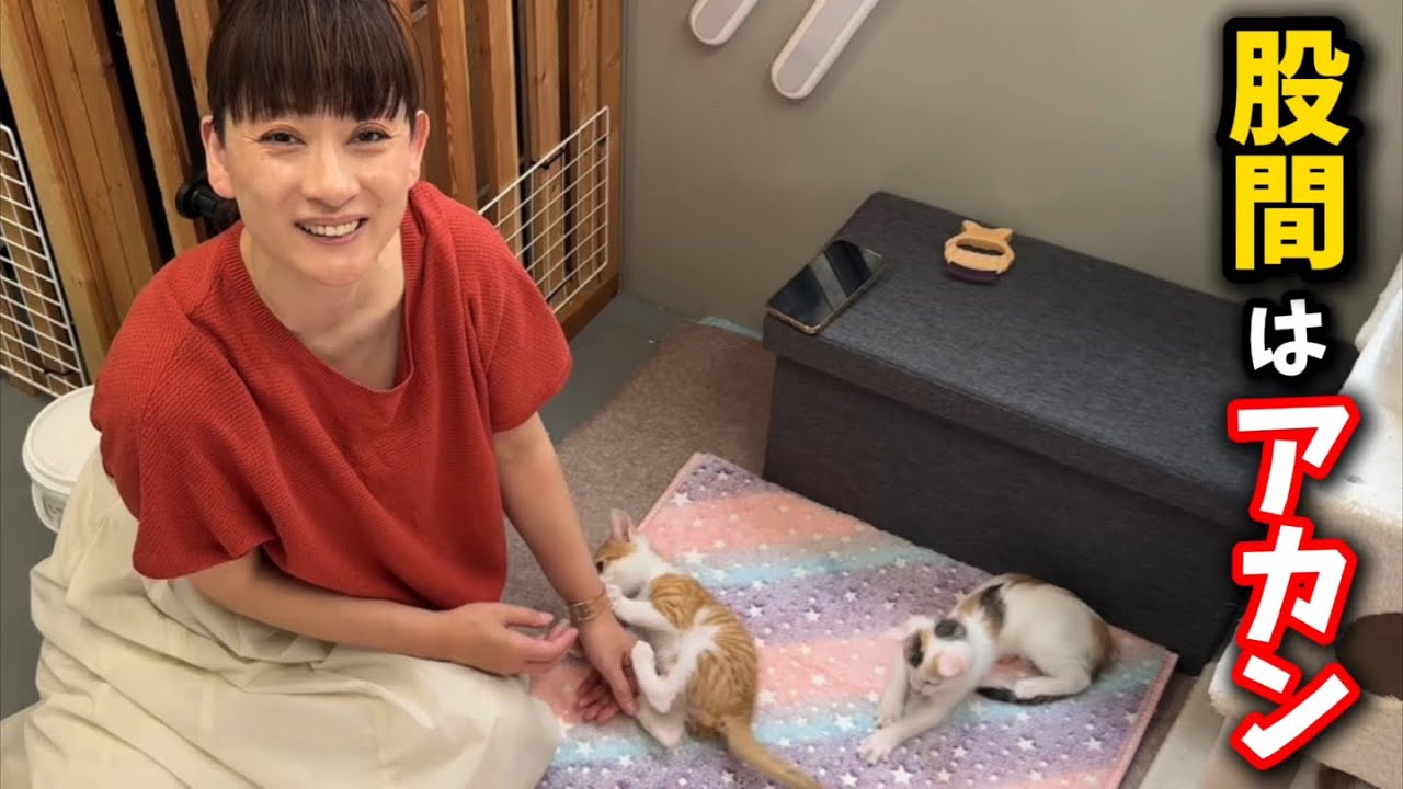 股間に入り込んだ子猫を撃退しました
