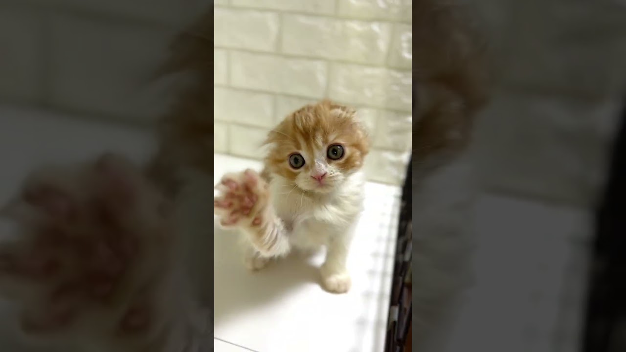 スコティッシュフォールド ふわふわとしたまるでぬいぐるみのような子