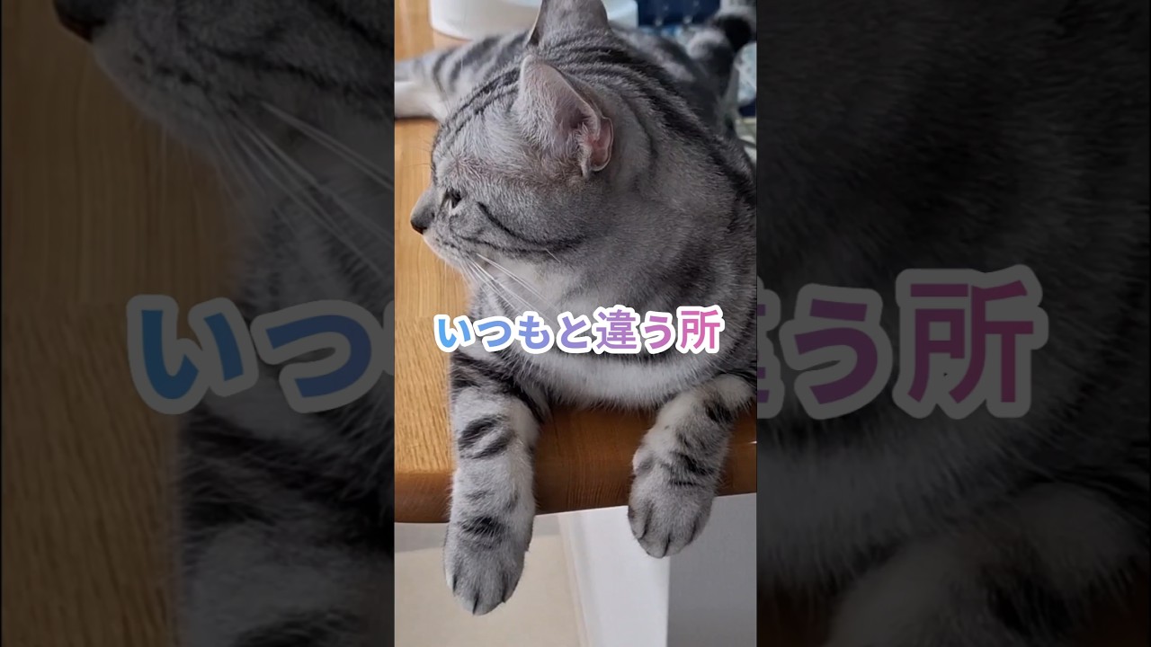 ｢#アメショ の男の子 キリアンの日常 いつもと違う所｣#shorts #アメリカンショートヘア－ #猫  #cat  #ねこ #猫癒し