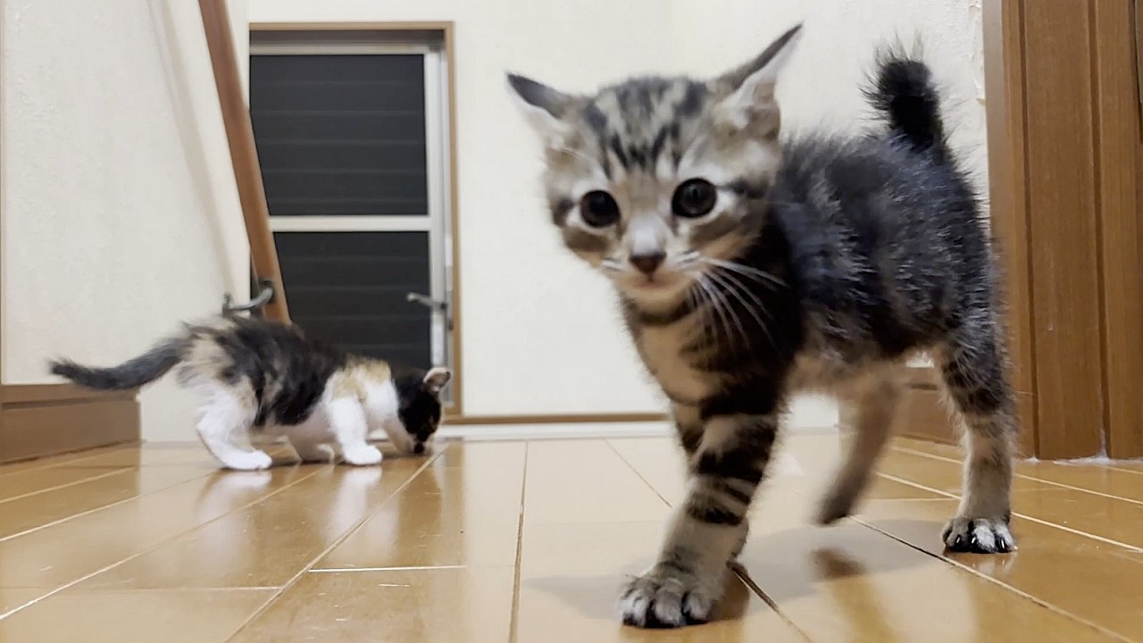 息子と密かに階段チャレンジをしていた子猫