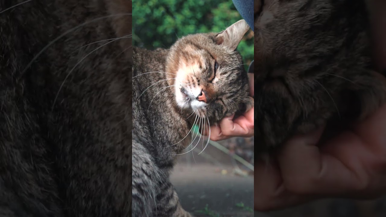家までついて来た野良猫は家族になって五年半
