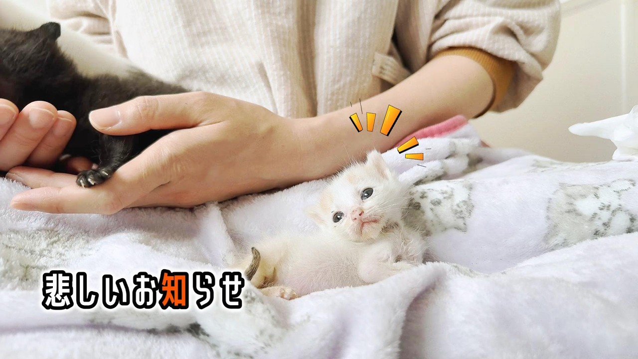 体重わずか190ｇ生後3週の子猫にFIPの診断が出た9日目までの出来事【保護子猫】
