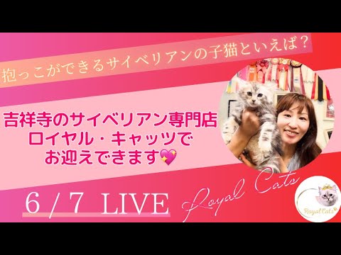 抱っこができるサイベリアンなら吉祥寺のサイベリアン専門店ロイヤル・キャッツで💖極上の子猫がお待ちしております😻