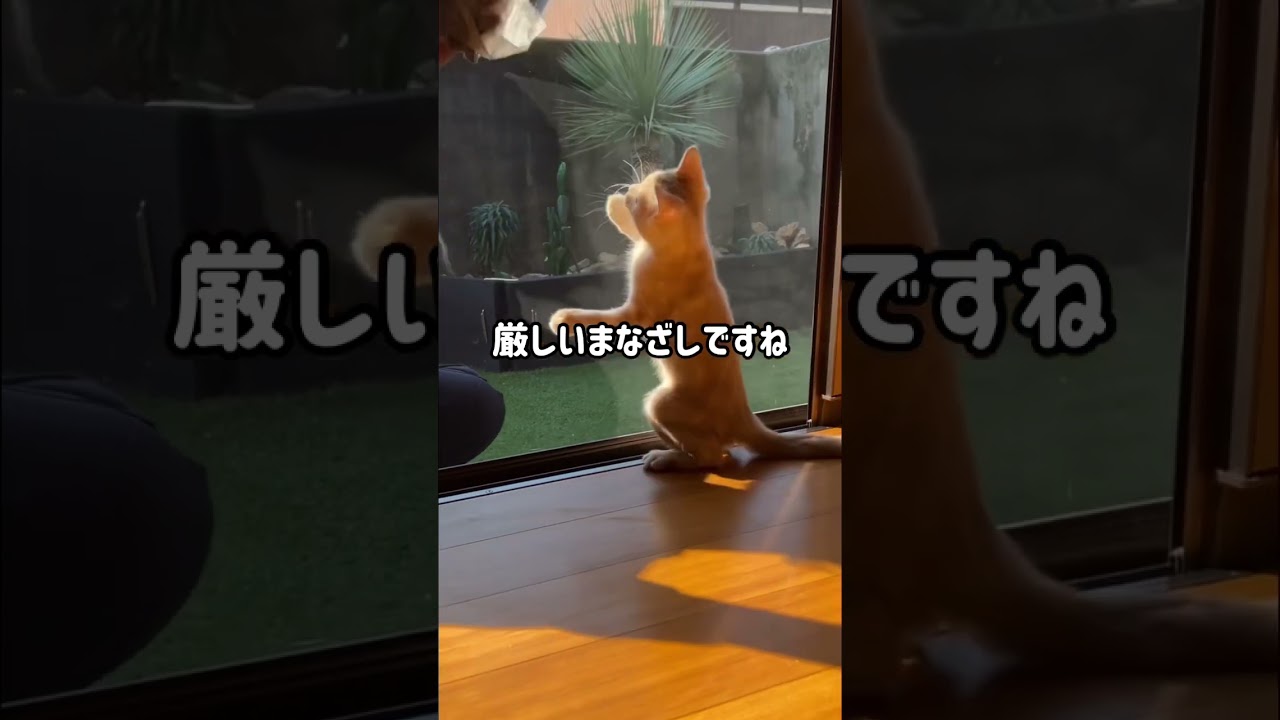 だいふく現場監督になる！#short#マンチカン #munchkin#現場監督