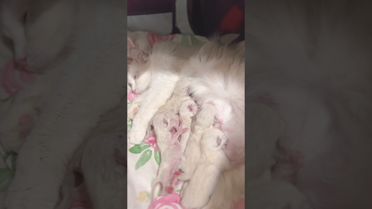 【猫世界の弱肉強食】😿おっぱいにたどり着けない未熟児子猫 #shorts #ラグドール #猫 #子猫