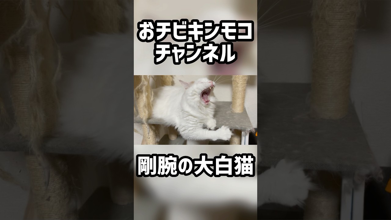 剛腕の大白猫 #猫 #ラガマフィン