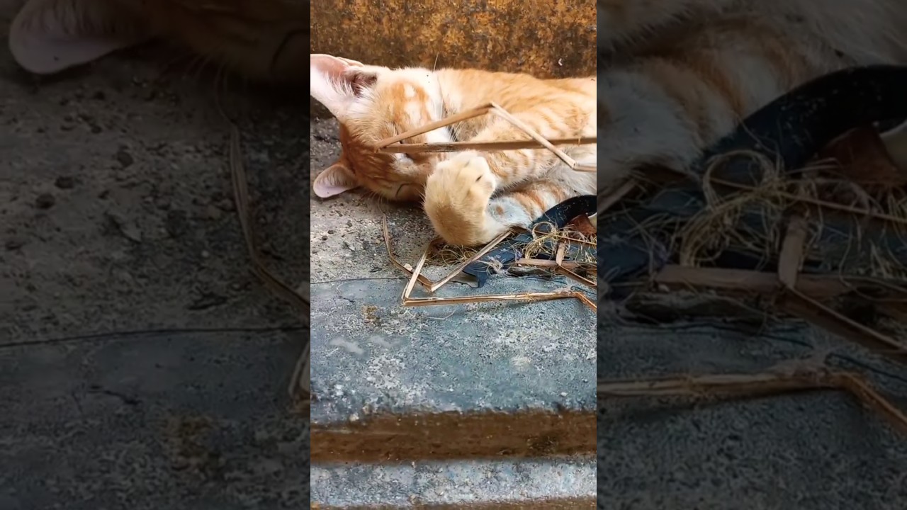 #short Mufasa Unconditional Love //Old is Gold//#trendingsogs #petadventures #anithaoanitha #viral
