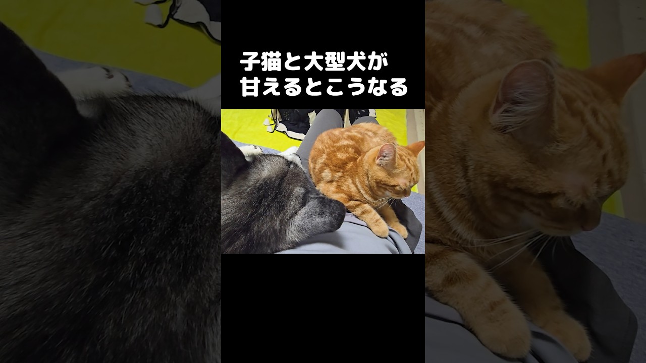 子猫と大型犬が甘えるとこうなります...笑#shorts