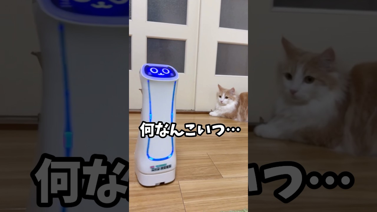 配膳ロボを初めて見た猫の反応w    #ねこ #猫 #cat #ノルウェージャンフォレストキャット