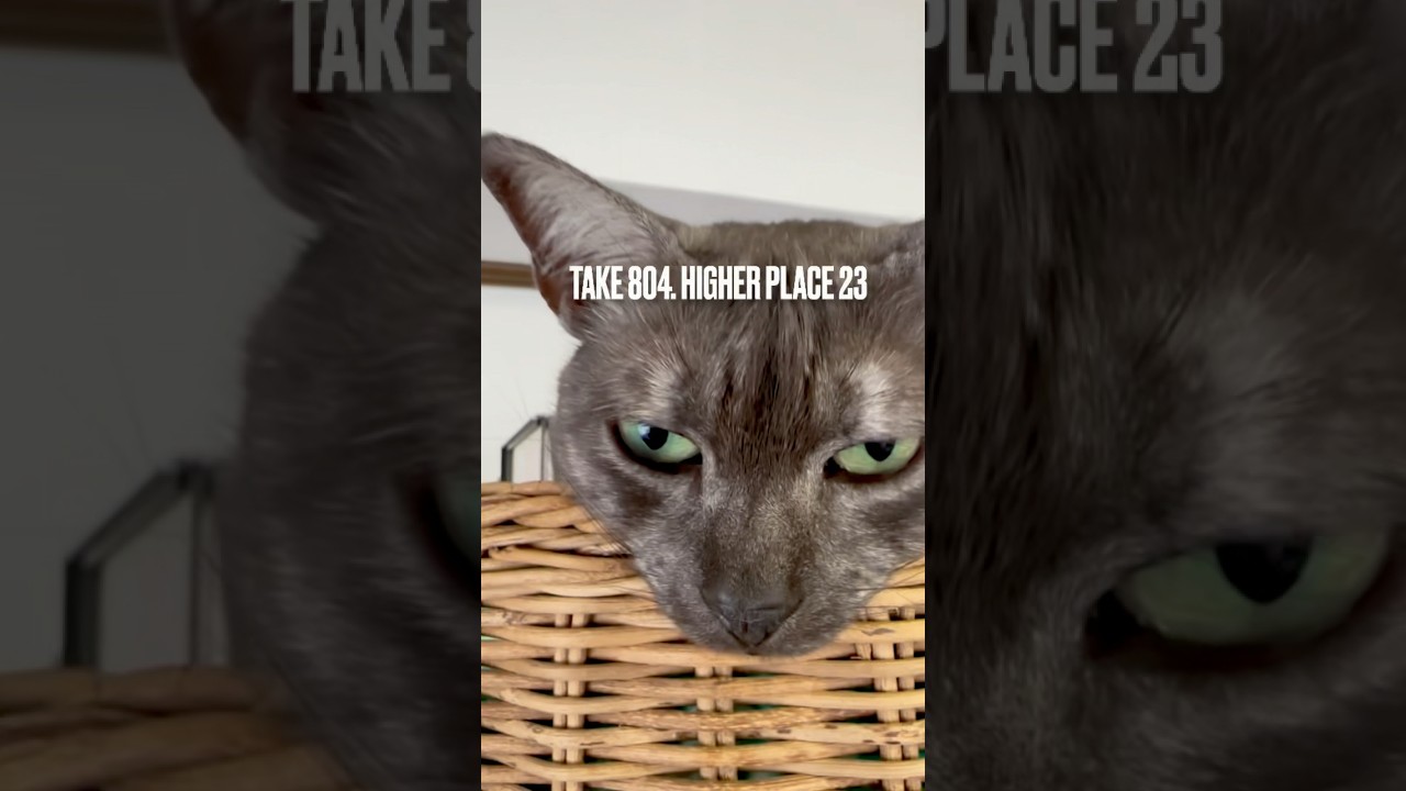 #キャットタワー#高い所から失礼します にゃ❗️#egyptianmaucat #あけびかご #エジプシャンマウ #エジプシャンマウの仲間たち #エジプシャンマウスモーク #shorts