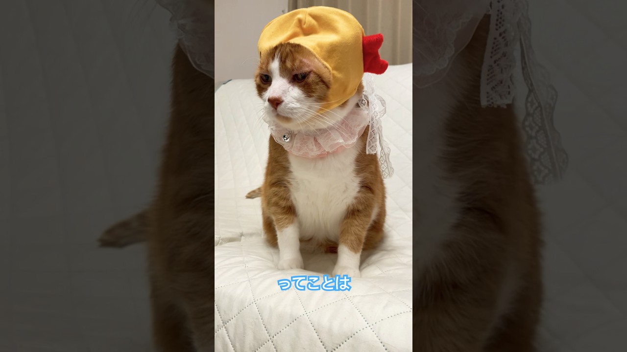 首がないからネックレス？ #あるある #ねこ動画 #cat #猫のいる暮らし