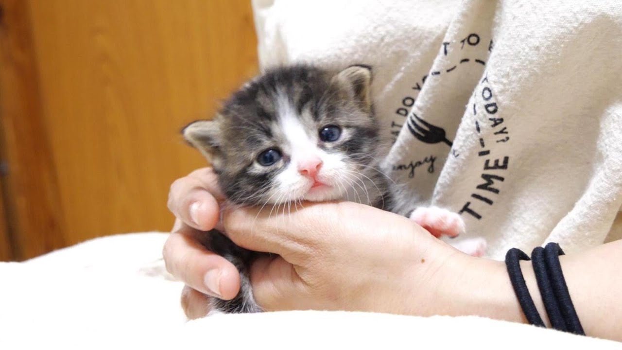 ミルクミルクと大騒ぎした子猫達がお腹パンパンになった途端に、うっとりうっとり。【赤ちゃん猫　保護猫】