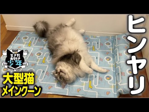 【メインクーン】夏の暑さ対策 ！冷感ペットひんやりマット/ 冷却ジェルマット 夏用/暑さ対策/犬用猫用/Pawtasy