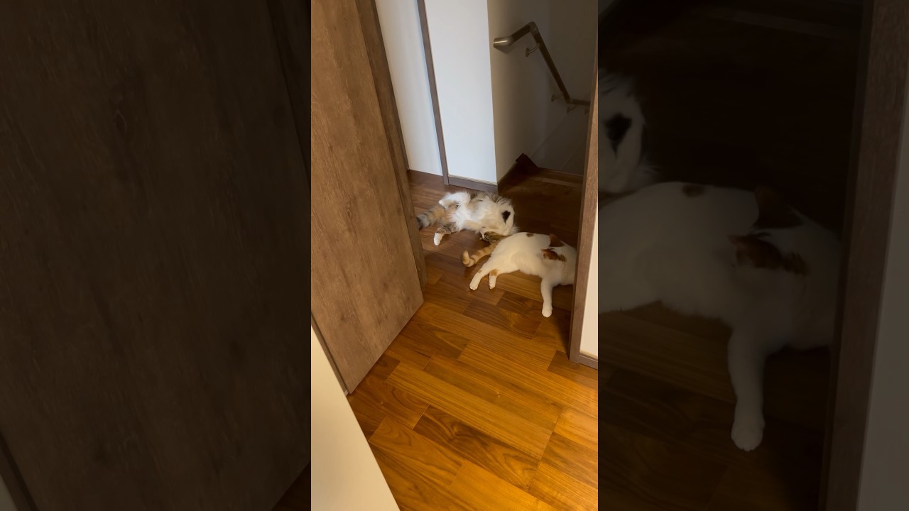 見守る猫達 #cat #日本猫 #保護猫 #norwegianforestcat #ノルウェージャンフォレストキャット