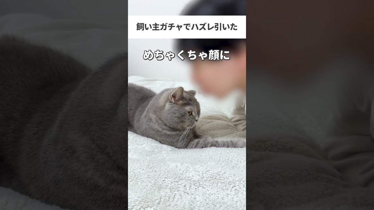 飼い主ガチャでハズレ引いた #猫 #cat #ねこ #替え歌 #猫動画 #子猫