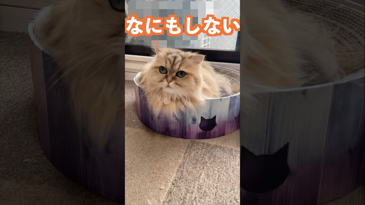 今日はほんとになにもしない#ペルシャ猫 #cat #猫好きさんと繋がりたい #猫