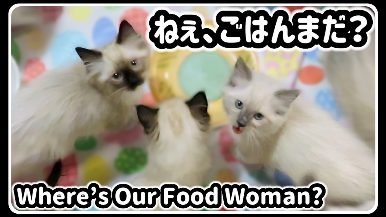 敵が侵入🆘こねこ大ピンチ！ 朝の運動会、生後2ヶ月の子猫の声に癒されて♪ #ラグドール #猫 #子猫