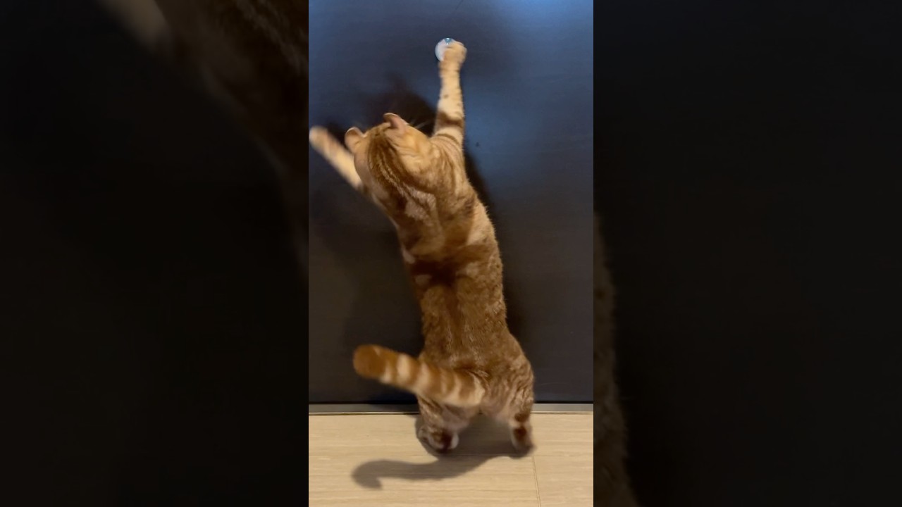 玄関で遊ぶ猫ルイちゃん #cat #アメリカンカール #cute #猫パンチ