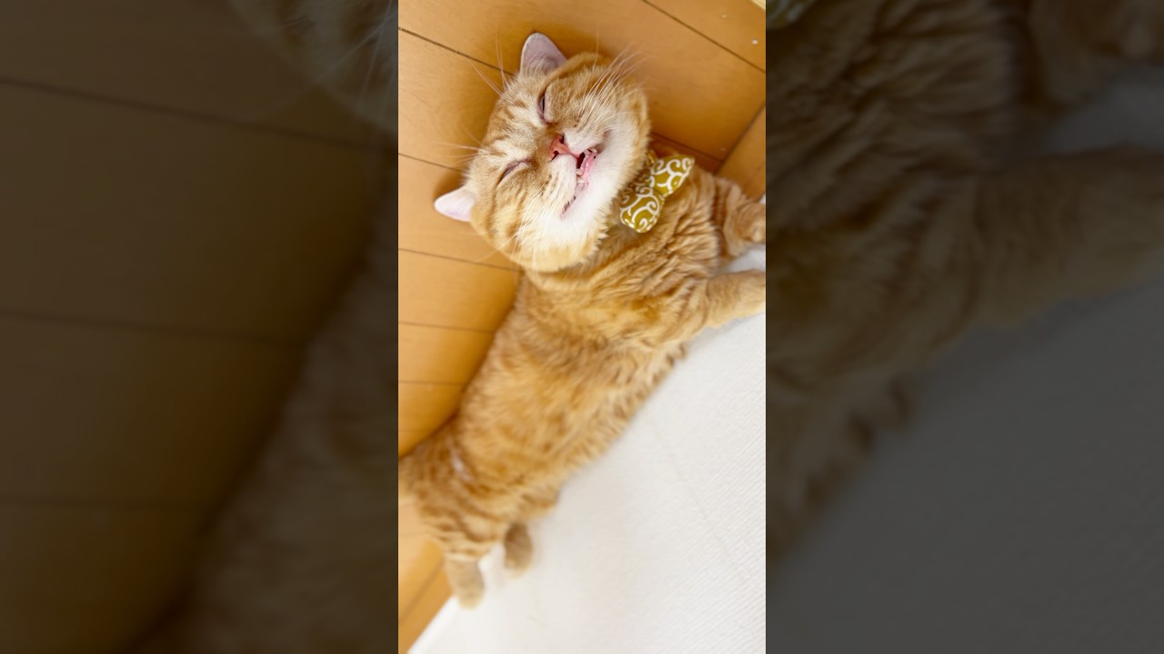 夢を見て笑ってる猫 #マンチカン #shorts
