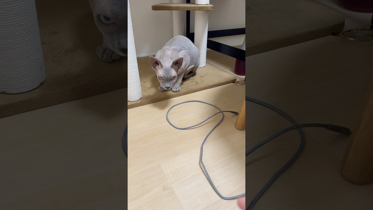 毛のない猫の紐遊び【スフィンクス】