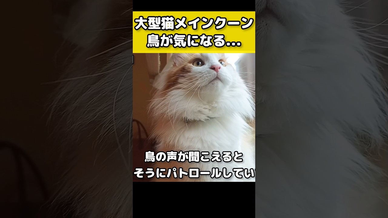 猫「いつか捕まえてやる」 #猫のいる暮らし #猫 #メインクーン #cat #mainecoon #catlover​  #catshorts​ #cute​ #cutecat​ #fyp​
