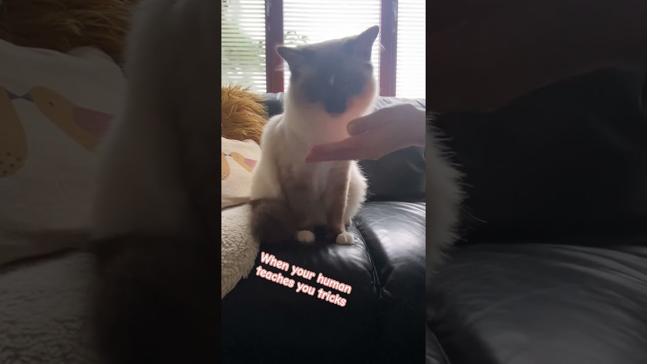 The Purr-fect Performer: Our ragdolls tricks! #catsofyoutube #ragdollcat #cute #cattricks