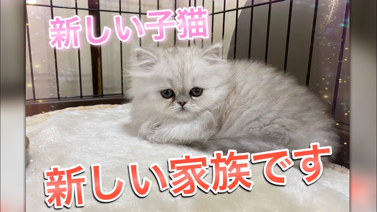 新しくペルシャ子猫を迎えました！とっても可愛いです！