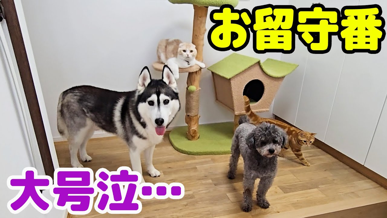 初めて子猫とハスキー犬達のお留守番を隠し撮りしてみたら胸が締め付けられました...