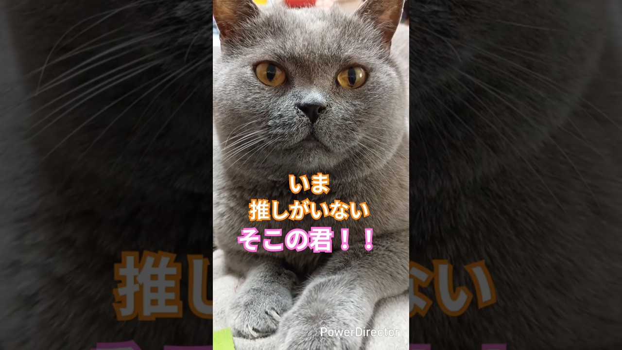 今推しがいないそこの君！私を推しにしませんか？#shorts #cat #保護猫 #猫のいる暮らし #猫好きさんと繋がりたい #ねこ#ブリティッシュショートヘア