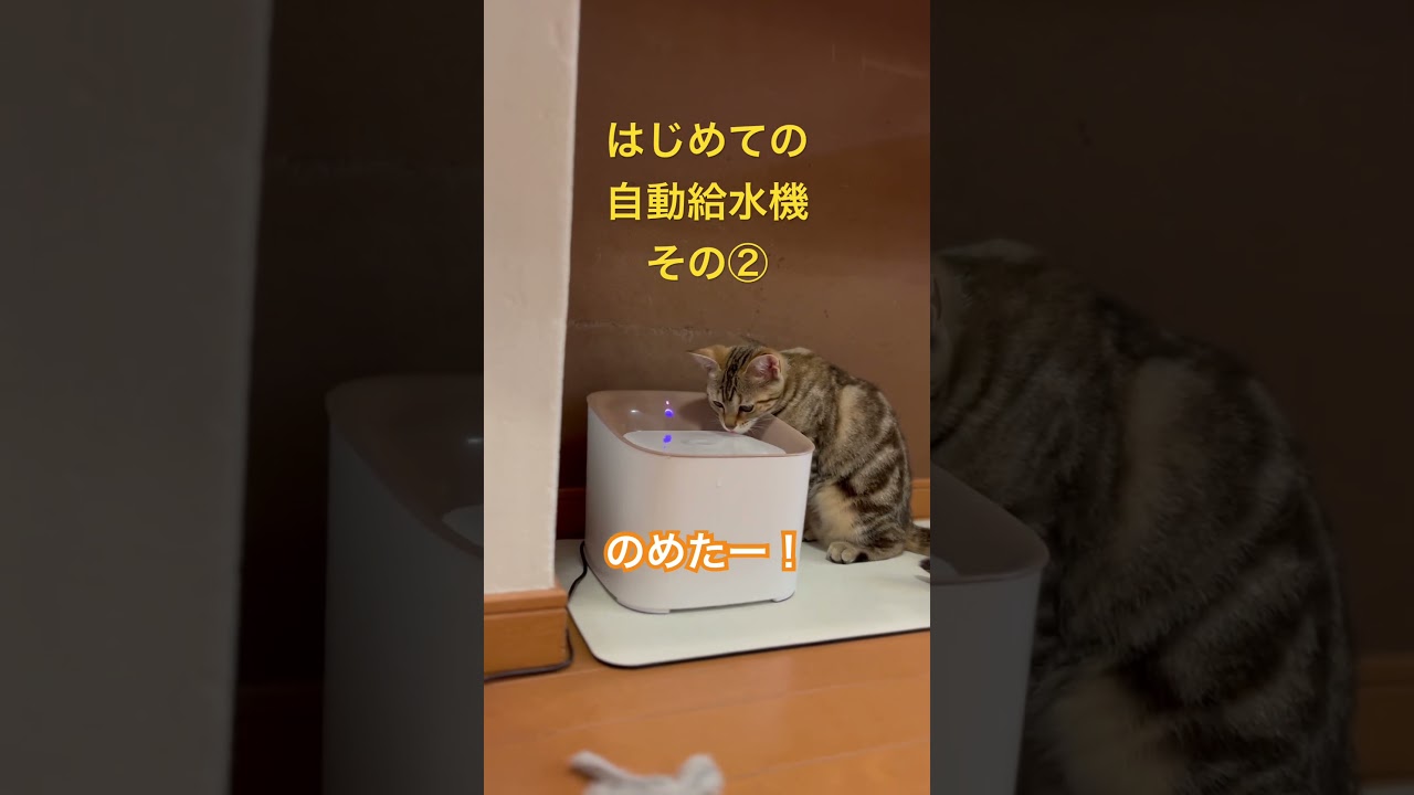 はじめての自動給水機その② #猫 #cat #アメリカンショートヘア #americanshorthair #アメショ #ねこのいる生活 #猫ミーム#猫写真部#猫のいる暮らし#猫好きさんと繋がりたい
