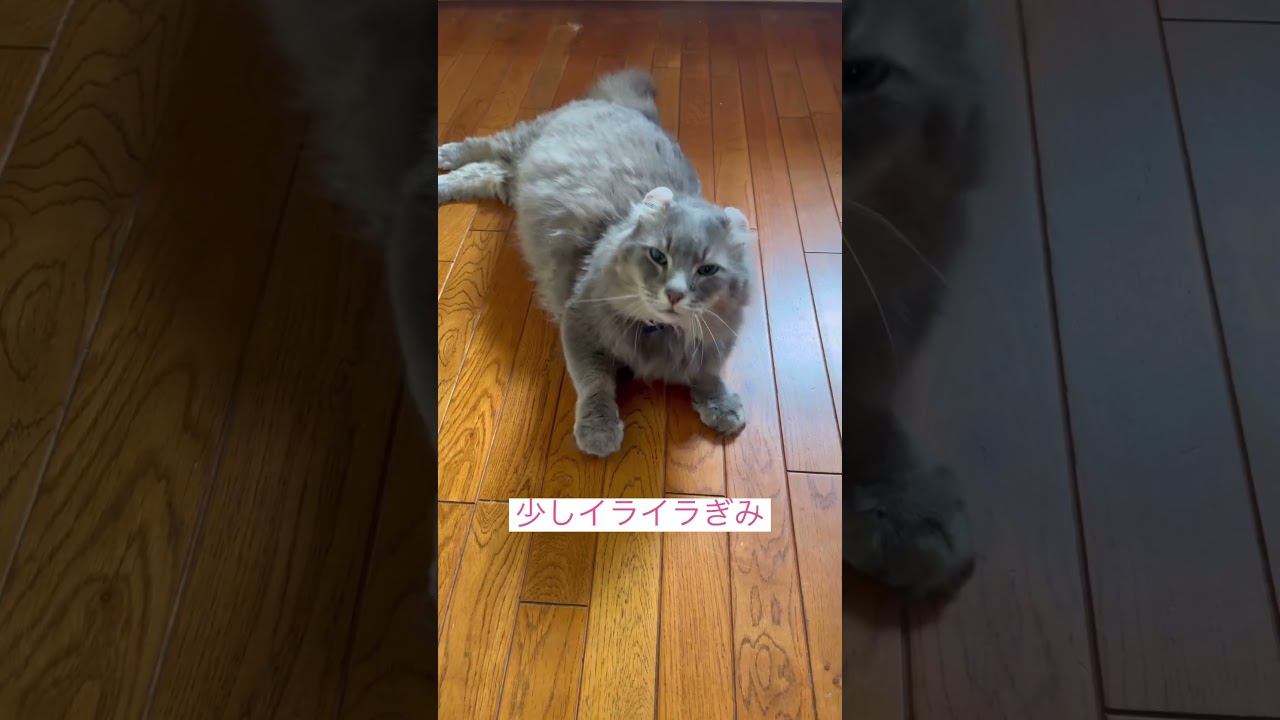 お願い始めます #ねこ動画 #かわいい猫 #アメリカンカール