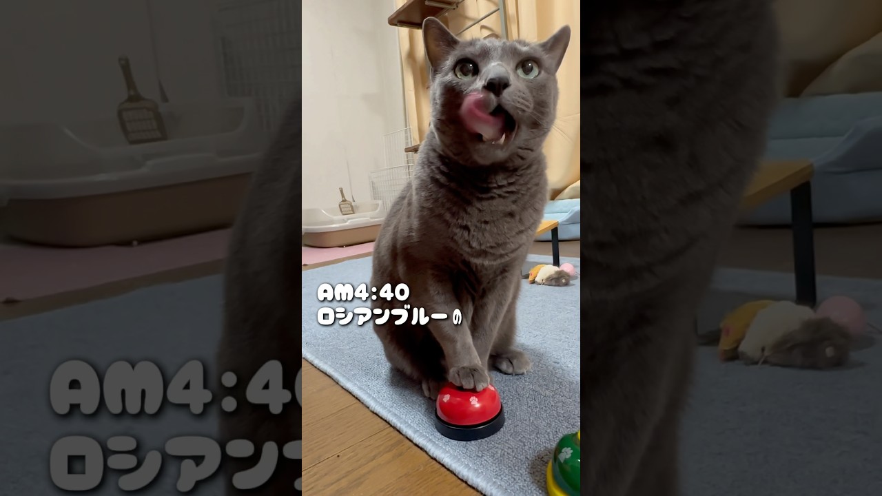 【ロシアンブルー】めろん今朝のおねだりベル🛎️🤗【猫】#shorts