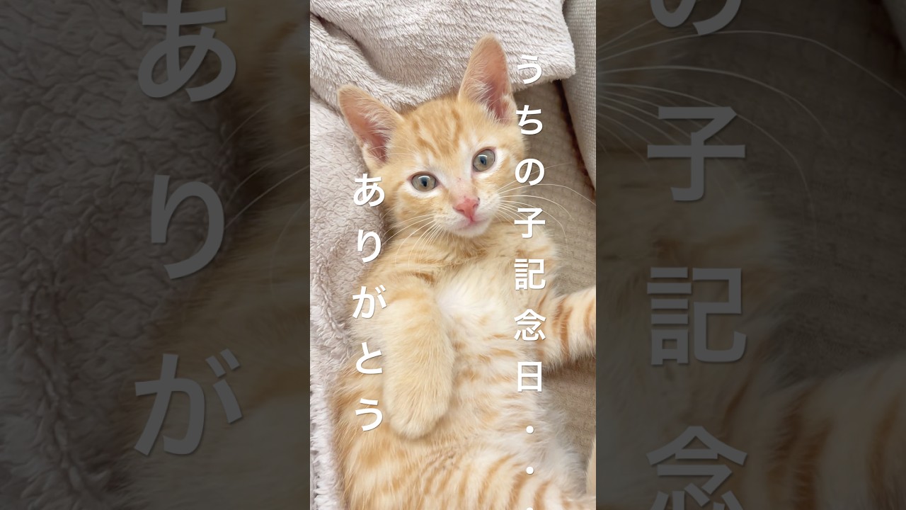 残りものだった子猫が"最高のうちの子"になるまでの2年間 #cat #茶トラ #猫のいる暮らし #猫好きさんと繋がりたい #イケメン #catlovers #catvideos #catshorts
