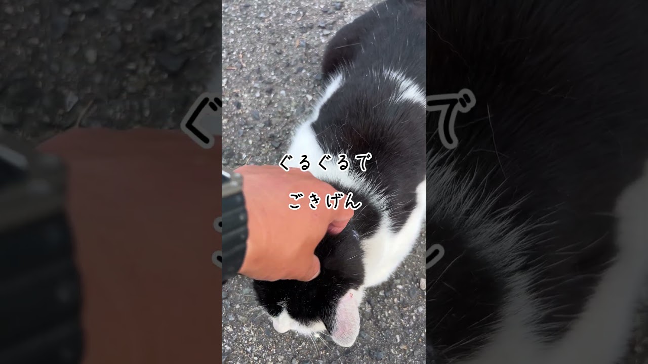 セロくんの日常（=^x^=） 甘え方がかわいくてキュンとなる🫰 #ねこ #猫  #cat  #地域猫 #セロくん #ずんずんずん #ねこのいる生活 #shorts