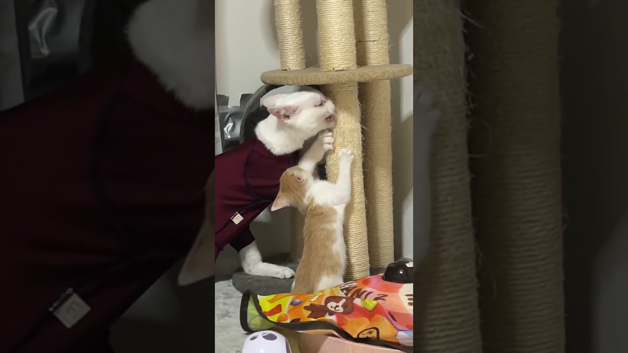 先生を大好きすぎる子猫 #cat  #猫  #ねこ  #保護猫 #cute #猫のいる暮らし #子猫 #shorts  #こねこ