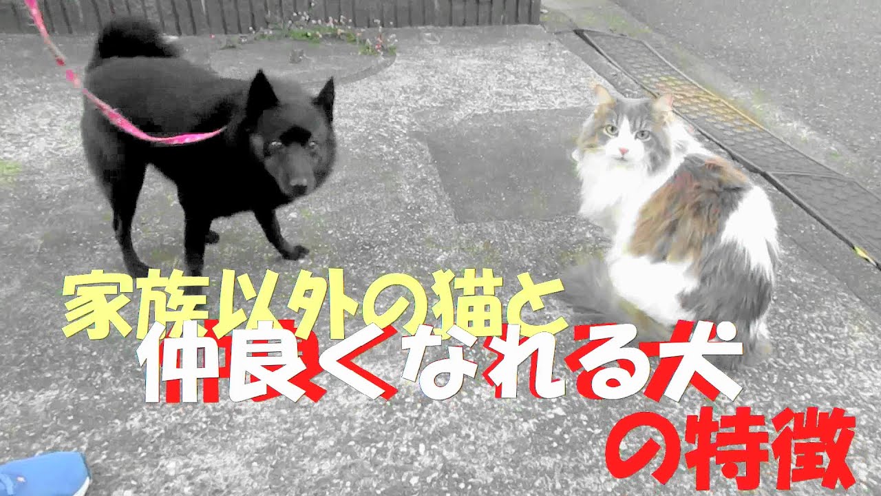 目指せモモ20歳～猫と仲良くなれるワンちゃんってどんな❓ミルクとわんちゃん達～