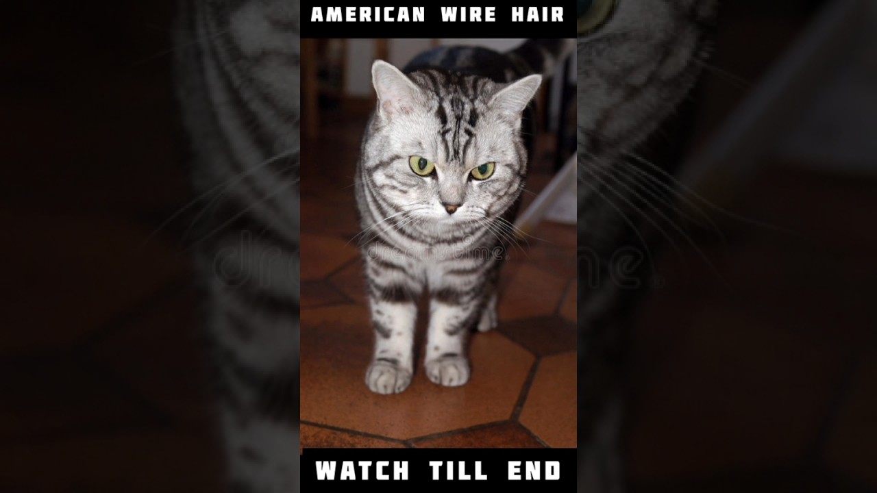 AMERICAN WIRE HAIR CAT STATUS 💖❤️#youtubeshorts #trending #viral #cats #dog