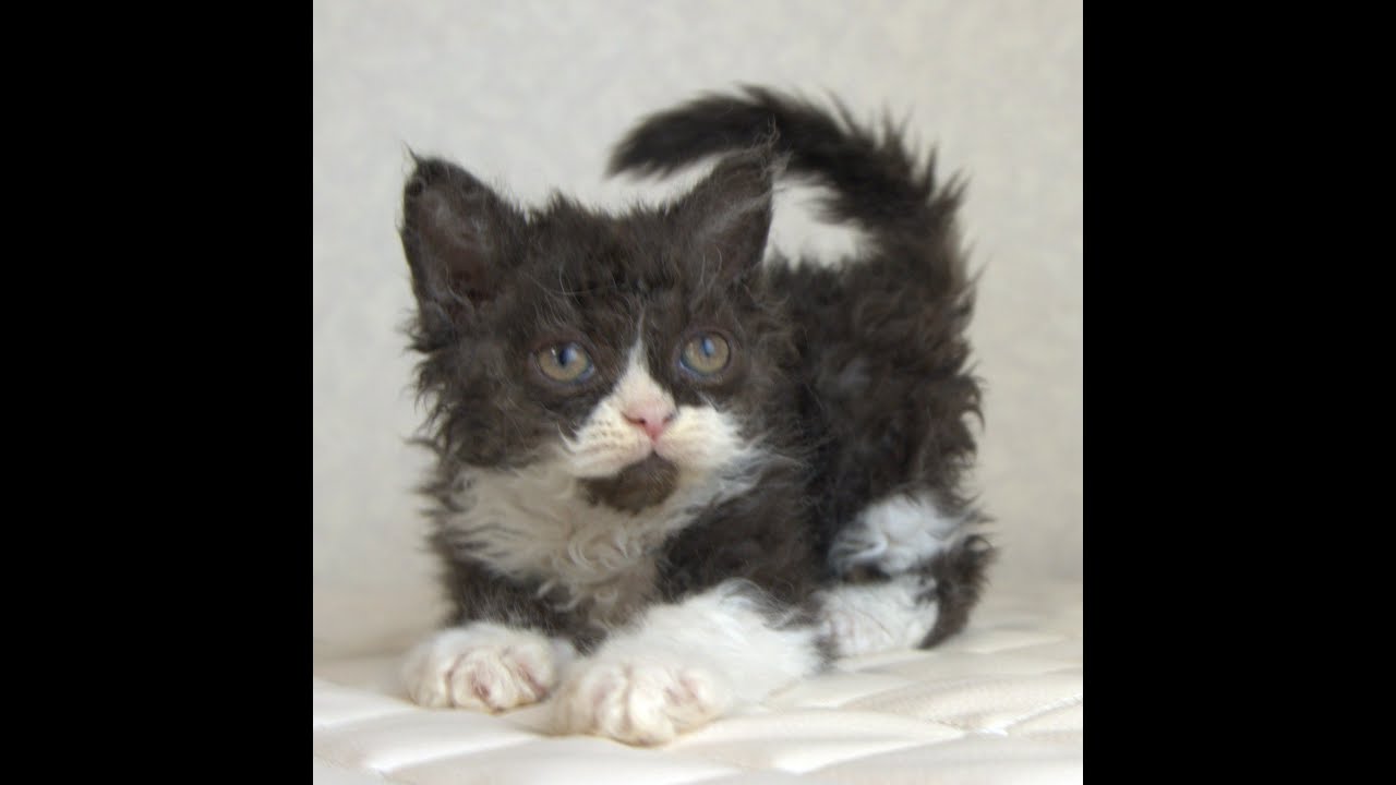 セルカークレックス子猫　Selkirk Rex　2025.4.12産まれ　ブラック＆ホワイト　巻き毛　女の子　シーダキャット猫のお店