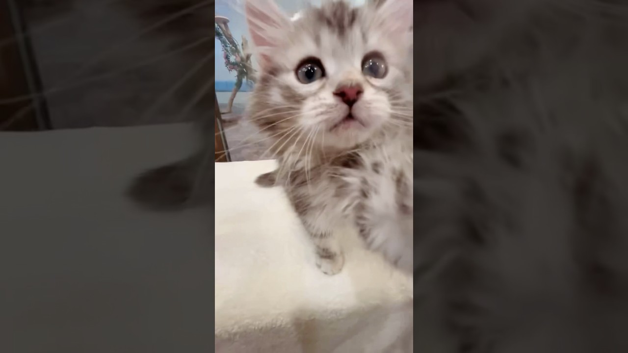 抱っこができる#サイベリアン の#子猫 💖ご家族募集中💖ブラックシルバーのトラヴィス君😻抱っこができる子をお探しの方は吉祥寺のサイベリアン専門店ロイヤルキャッツにお越し下さい。#ペットショップ