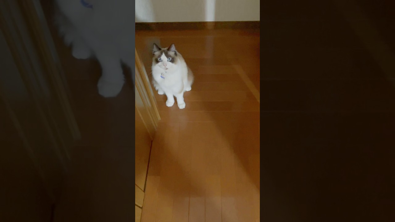 朝のルーティン😓　#猫  #cat  #ラグドール