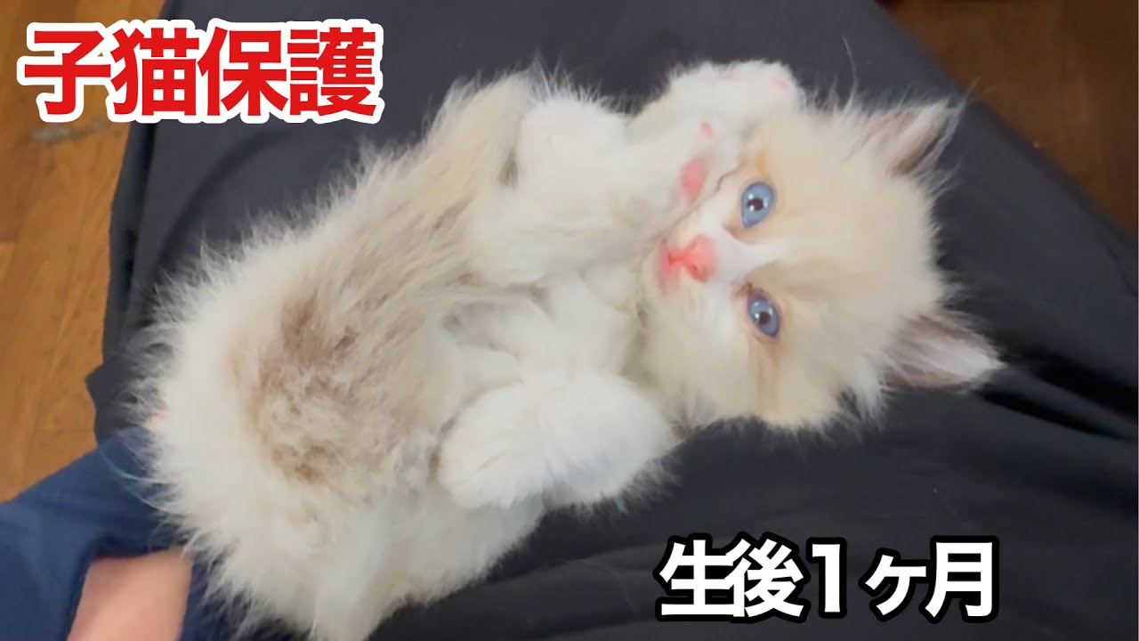 【捨て猫保護】ドブに落ちてたモフモフ子猫を保護しました
